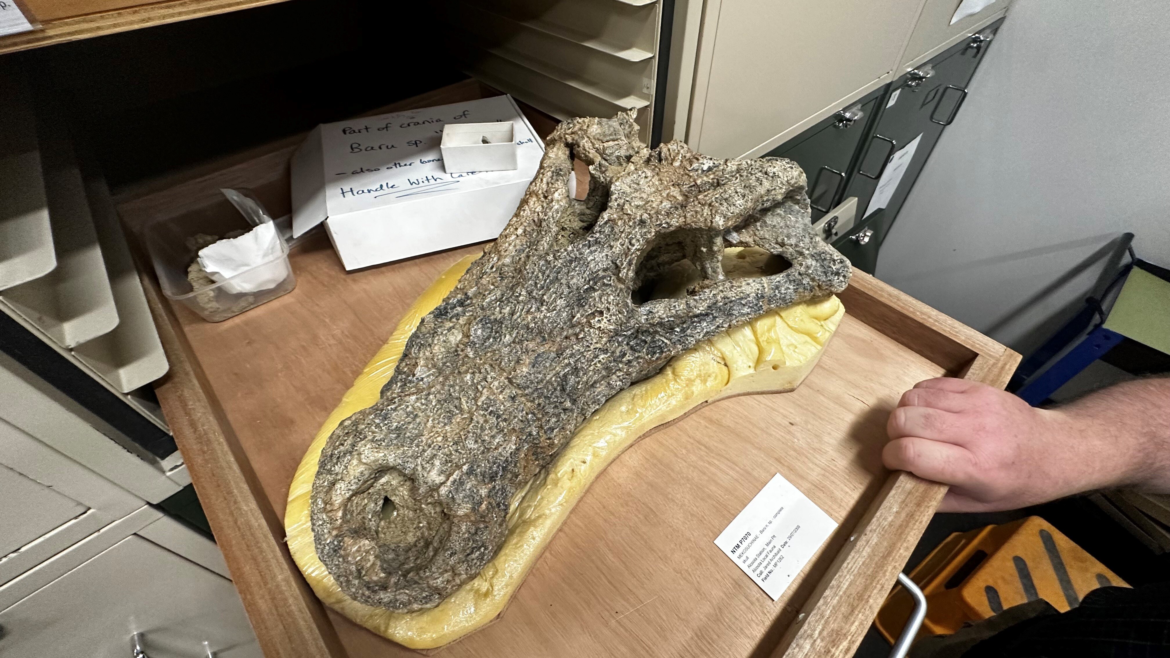 An old skull in the shape of a crocodile head.