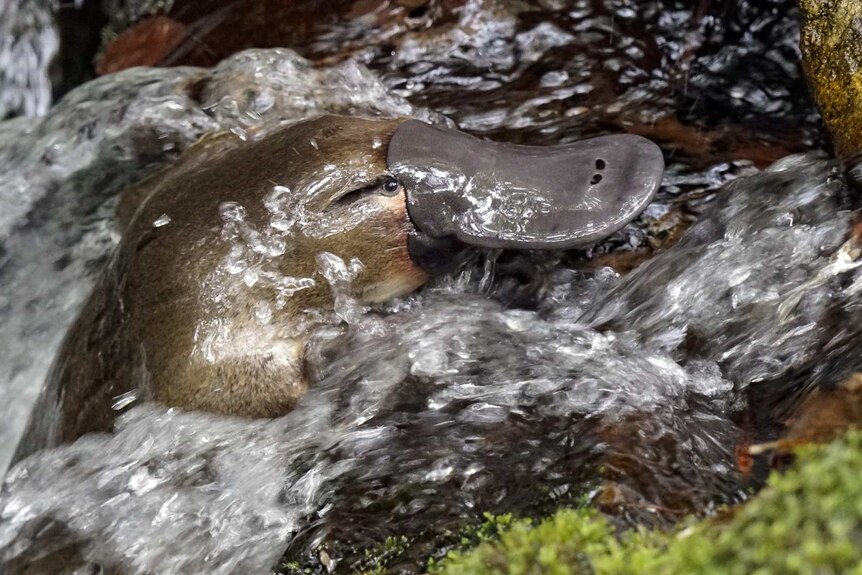 A platypus climbs a rocky riverbank against flowing water.
