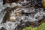 A platypus climbs a rocky riverbank against flowing water.