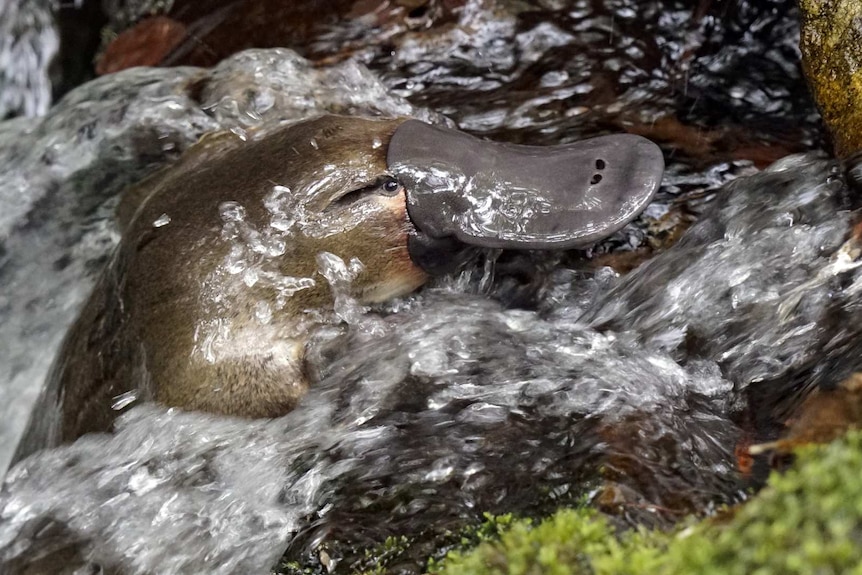 A playupus climbs a rocky riverbank against flowing water