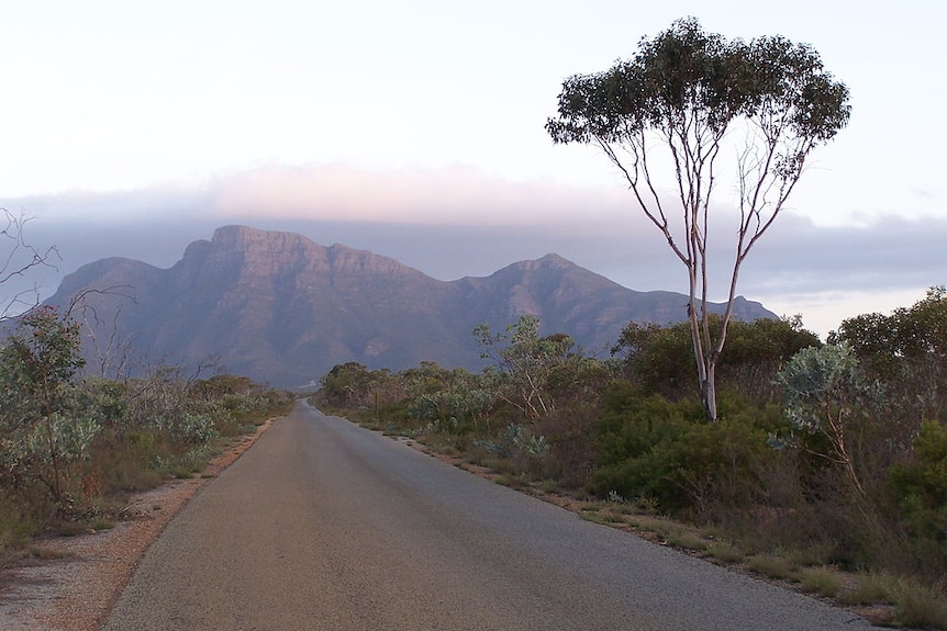 A road with bush on both sides, and a mountain range in the background.