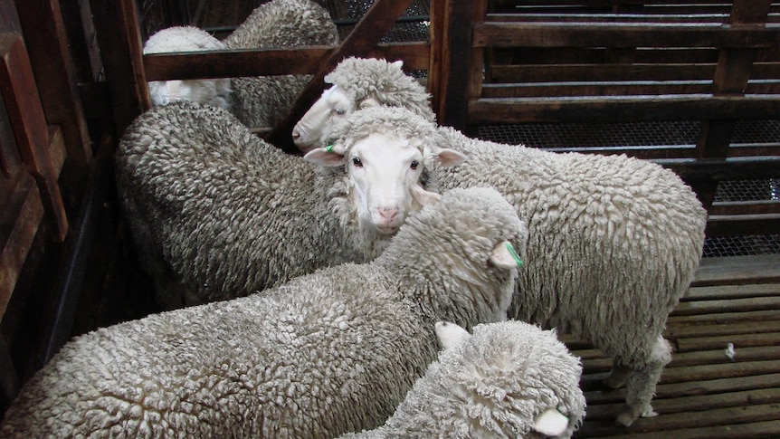 Four sheep in a pen waiting to be shorn at a Midlands shearing shed in Tasmania