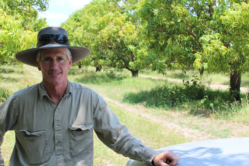 Mango farmer Peter Le Feuvre stands in front of a row of his trees near Giru, south of Townsville.