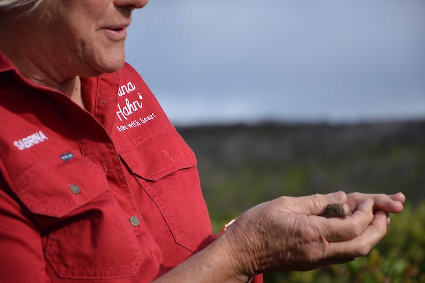 ABC Radio gardening expert Sabrina Hahn holds a tiny honey possum in her hands.