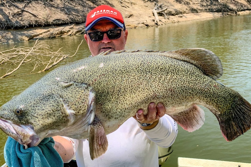 Big Murray Cod hooked at Brewarrina