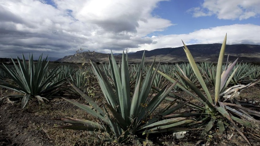 Agave plants grow outside the Mexican town of Santiago Matatlan in 2007.