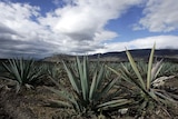 Agave plants grow outside the Mexican town of Santiago Matatlan in 2007.