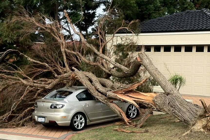 A tree lies across a car in Winthrop after a fierce storm tore through south-west Western Australia.