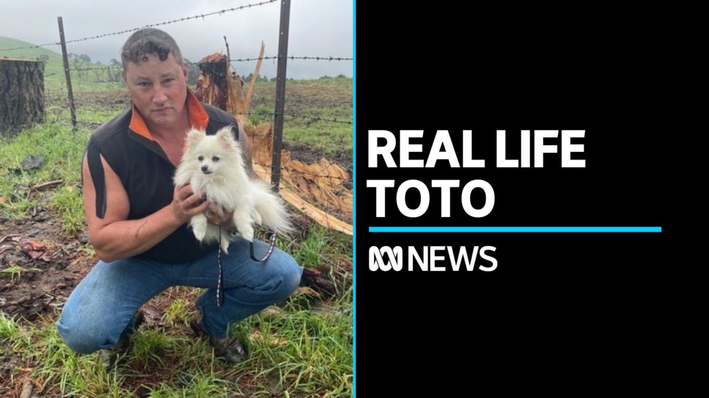 Real Life Toto Survived Being Sucked Into Tornado Returns Home From Vet Abc News