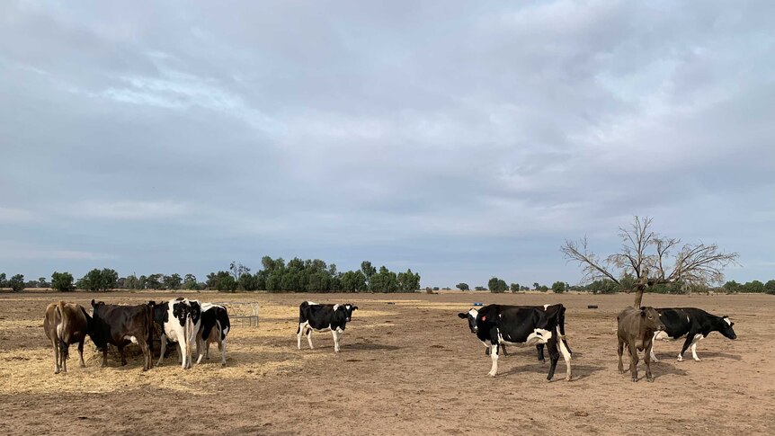 The Johnston family can no longer afford to feed their dairy cows on their drought plagued property at Deniliquin.