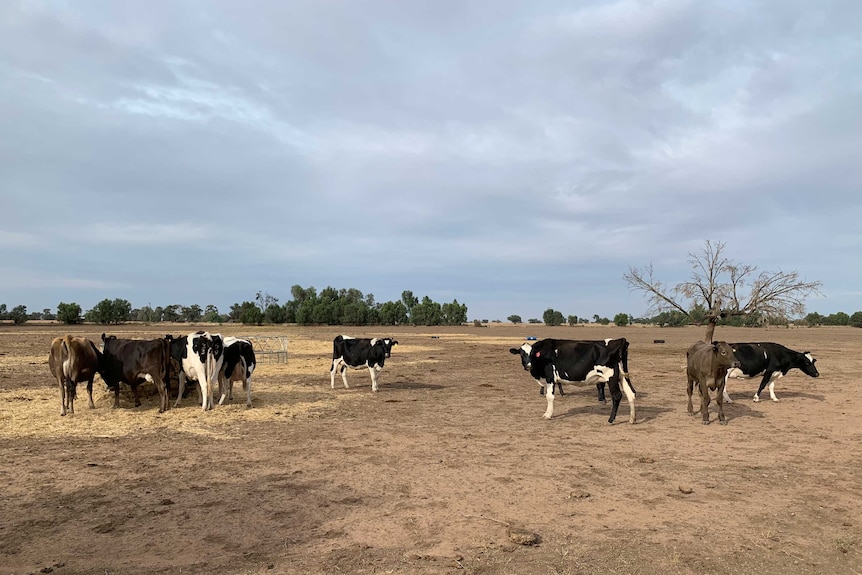 Dairy cows in a dry paddock on a dairy farm