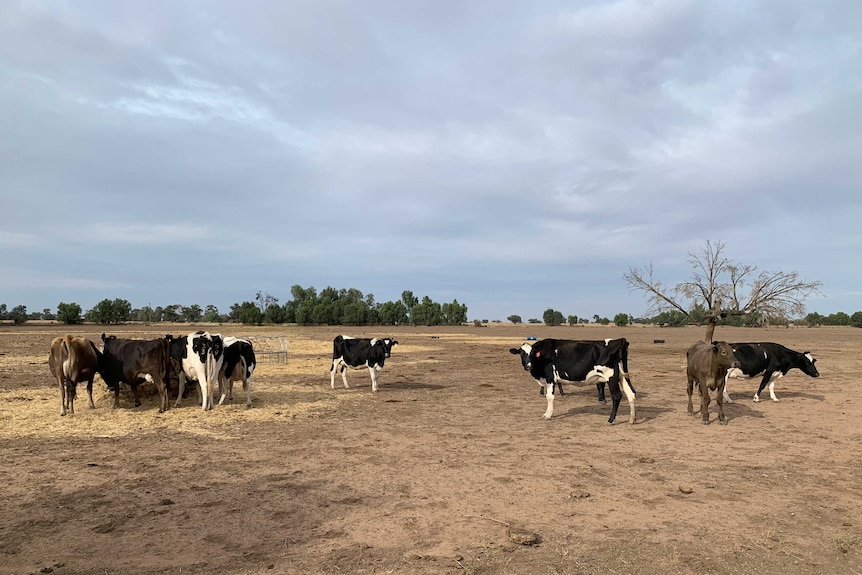 The Johnston family can no longer afford to feed their dairy cows on their drought plagued property at Deniliquin.