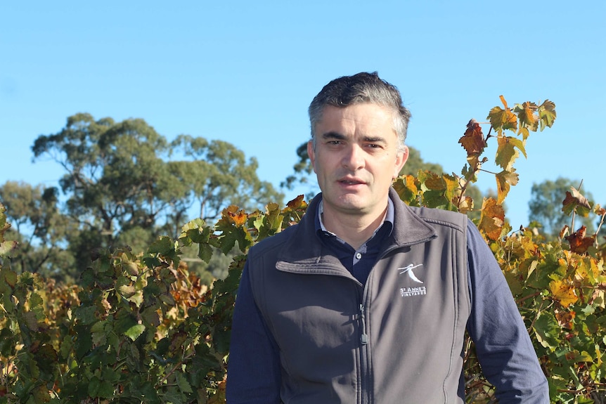 A man with grey hair is standing in a vineyard looking at the camera.