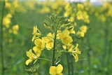 close up of yellow canola flower just opening from its multi-bud head