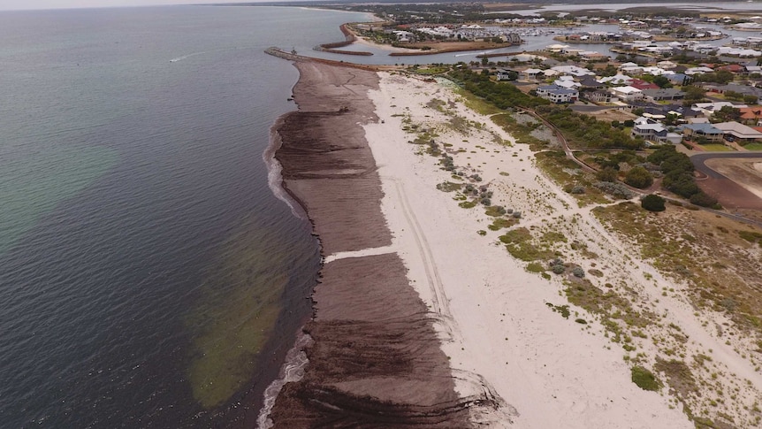 A drone shot of a beach and marina showing a large section of the sand covered in brown sea grass