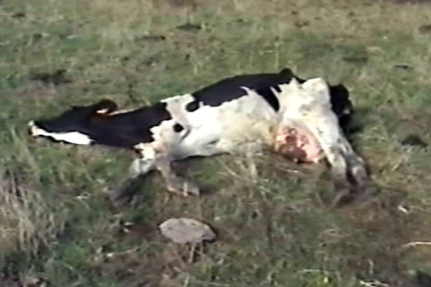 RSPCA video still of emaciated dairy cow in Tasmania