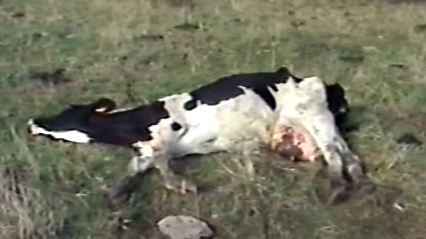 RSPCA video still of emaciated dairy cow in Tasmania