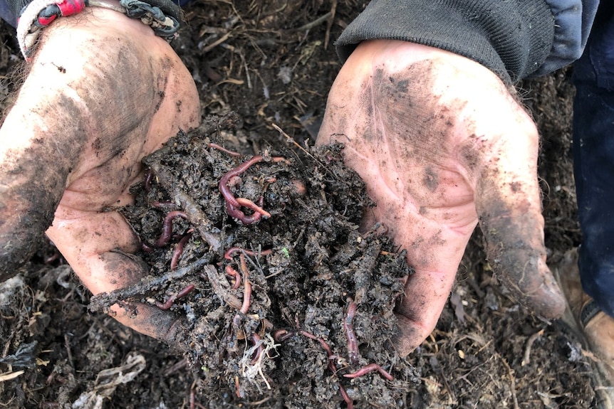 A close-up shot of a man's hands holding wet soil with red earthworms in it.