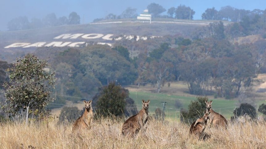 Kangaroos at Mount Panorama