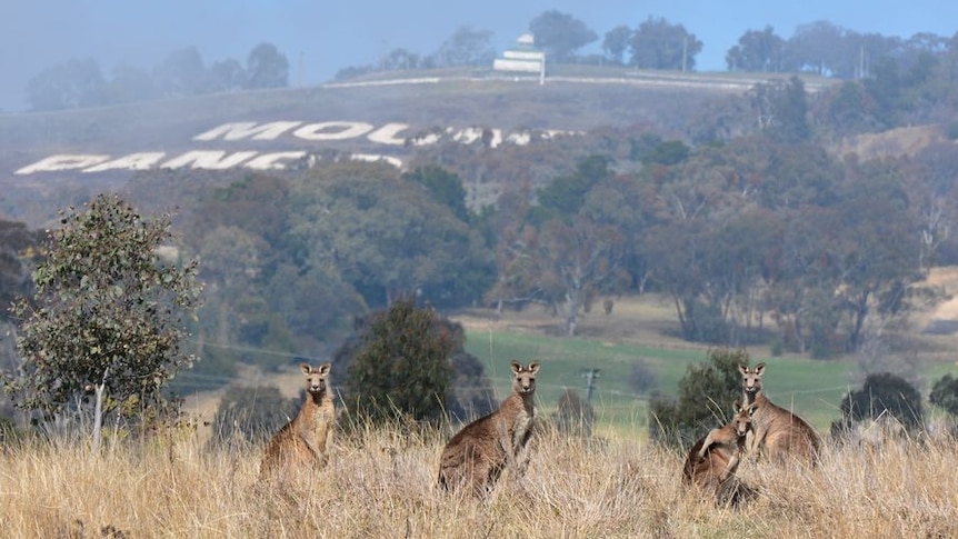 A mob of grey kangaroos with Mount Panorama in the background.