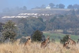 Kangaroos in a field with the Mount Panorama sign in the background.