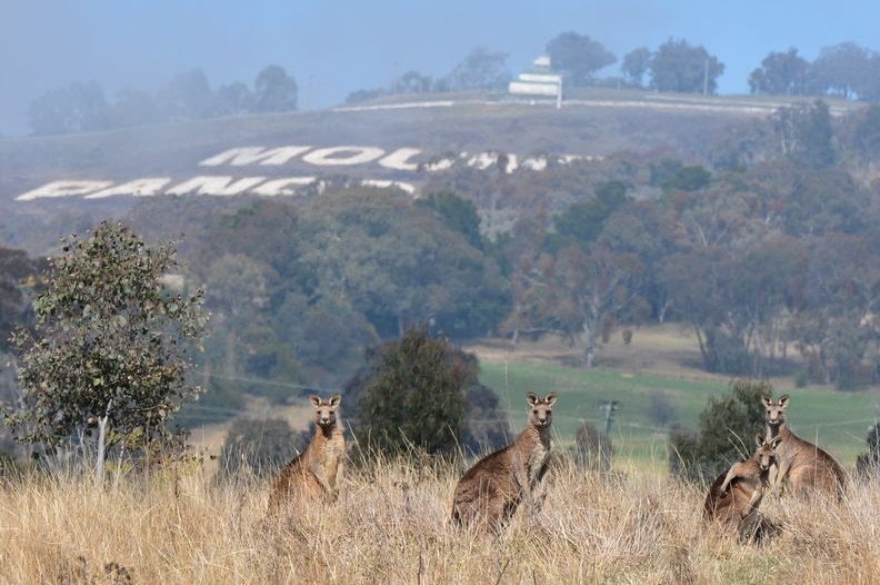 A mob of grey kangaroos with Mount Panorama in the background.