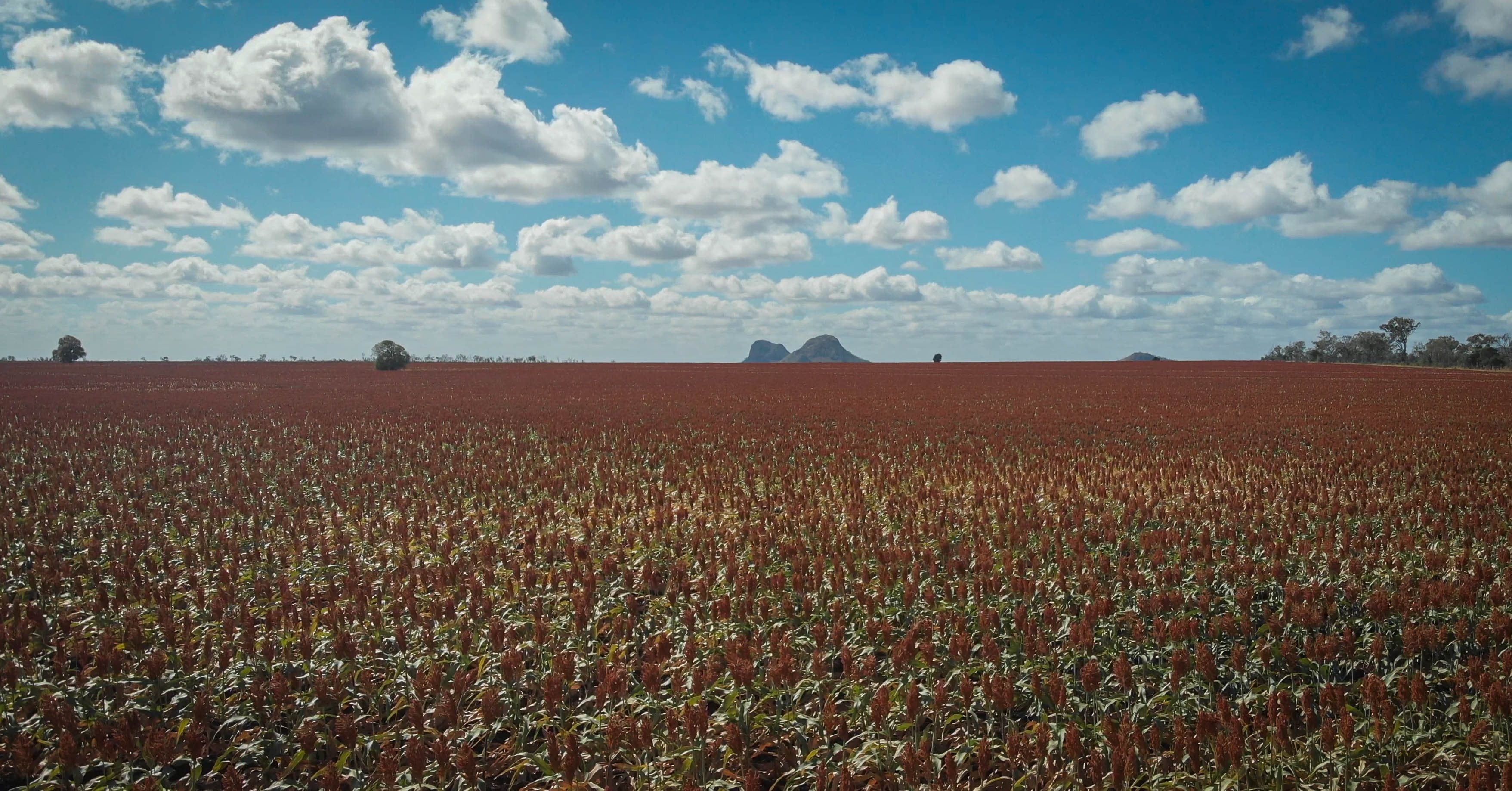 A crop of orange sorghum ready for harvest, lone trees and rocky mountains in the distance.