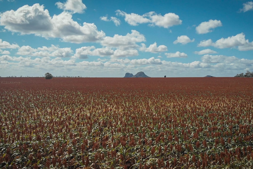 A crop of orange sorghum ready for harvest, lone trees and rocky mountains in the distance.