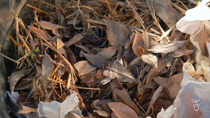 Dry leafs in a container.