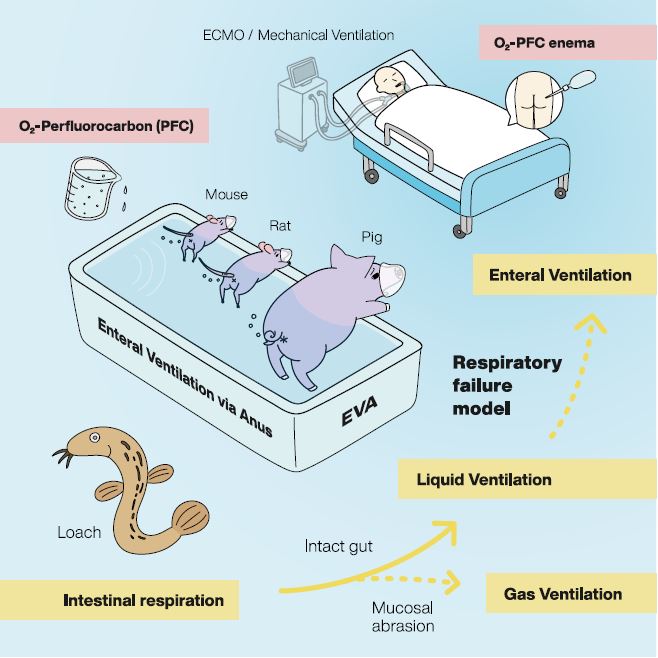 Diagram showing experiment involving pigs, a loach, and a human patient.