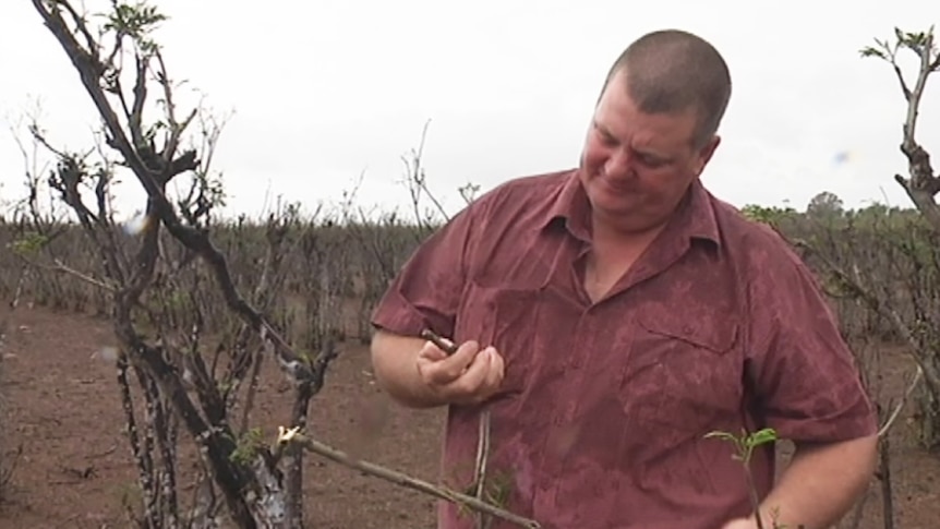 Biloela farmer Darren Jensen on his drought-stricken farm