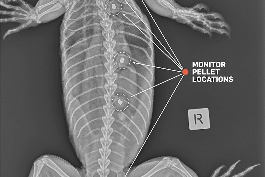 An X-ray image of the lace monitors pellet wounds