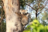 Koalas in tree.