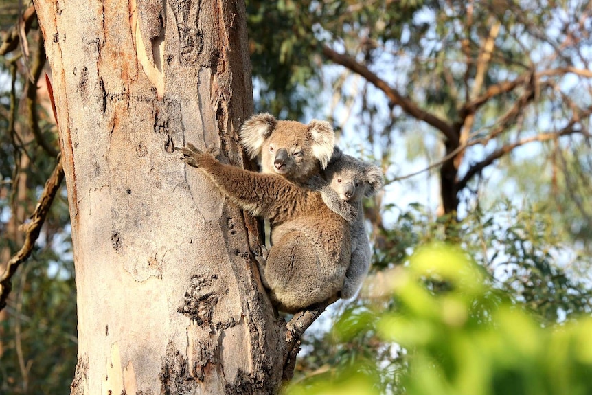 A mother koala with a baby koala on her back, clinging to a tree.