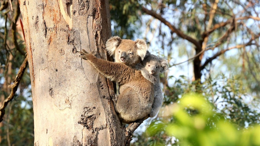 Koalas in tree.