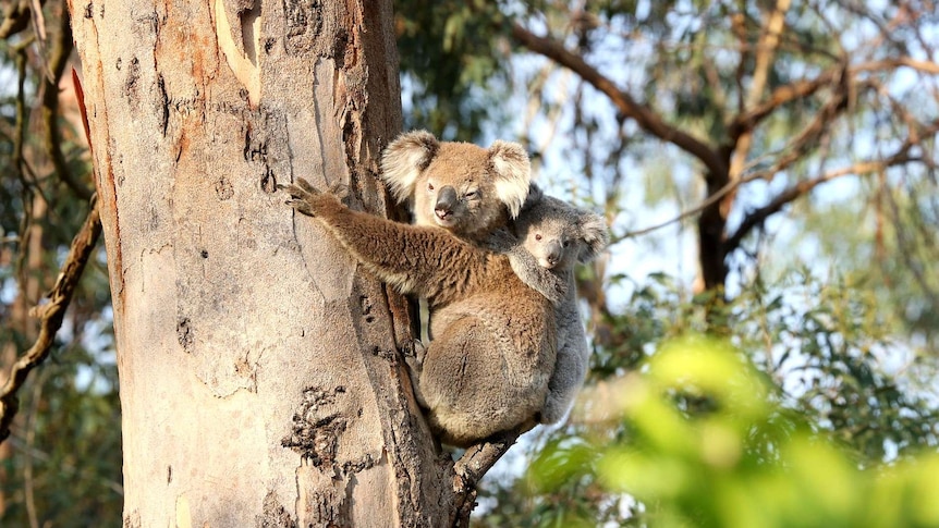 Koalas in tree