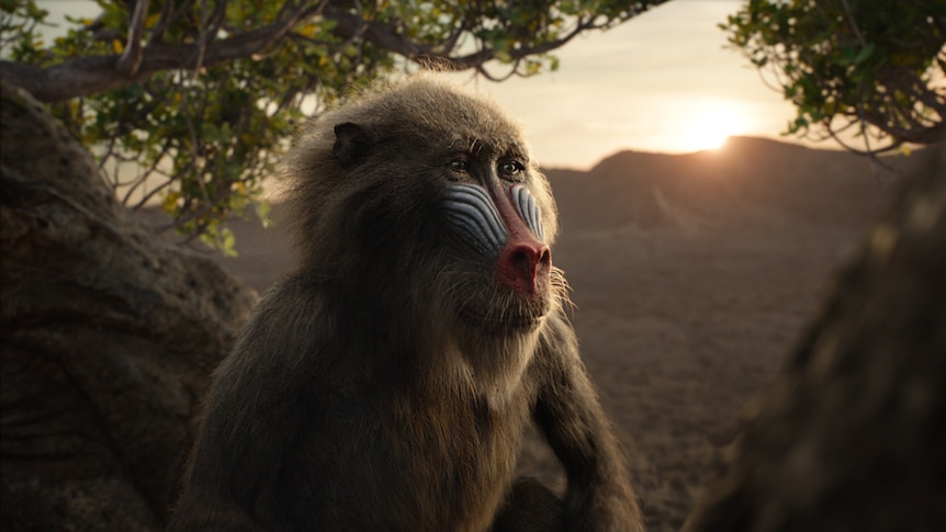 Colour close-up still of animated mandrill Rafiki sitting among trees during sunset in 2019 animated feature film The Lion King.