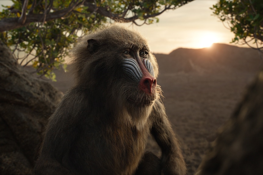 Colour close-up still of animated mandrill Rafiki sitting among trees during sunset in 2019 animated feature film The Lion King.