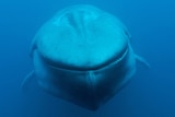 Underwater front on shot of blue whale.