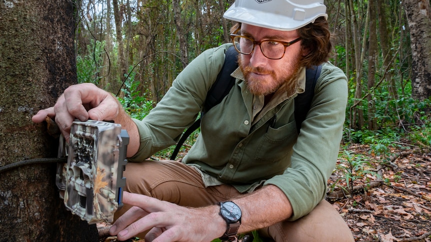 A man wearing a helmet is setting up a wildlife camera on a tree in a burnt forest