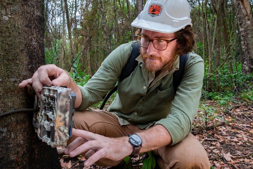 A man wearing a helmet is setting up a wildlife camera on a tree in a burnt forest