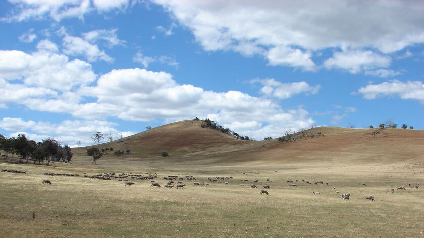 Sheep on dry farm in Tasmania