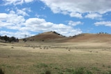 Sheep on dry farm in Tasmania