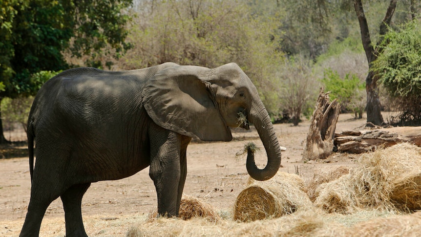An elephant stands beside hay bales and eats in a dry park.