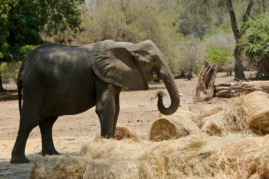 An elephant stands beside hay bales and eats in a dry park.