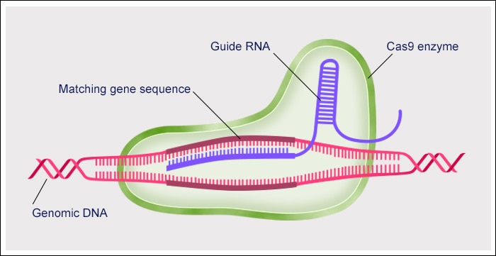 CRISPR-Cas9 attacks DNA