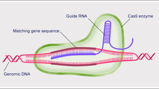 CRISPR-Cas9 attacks DNA