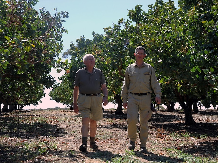 Martin Simpfendorfer and son James Simpfendorfer walking through their pistachio orchard.
