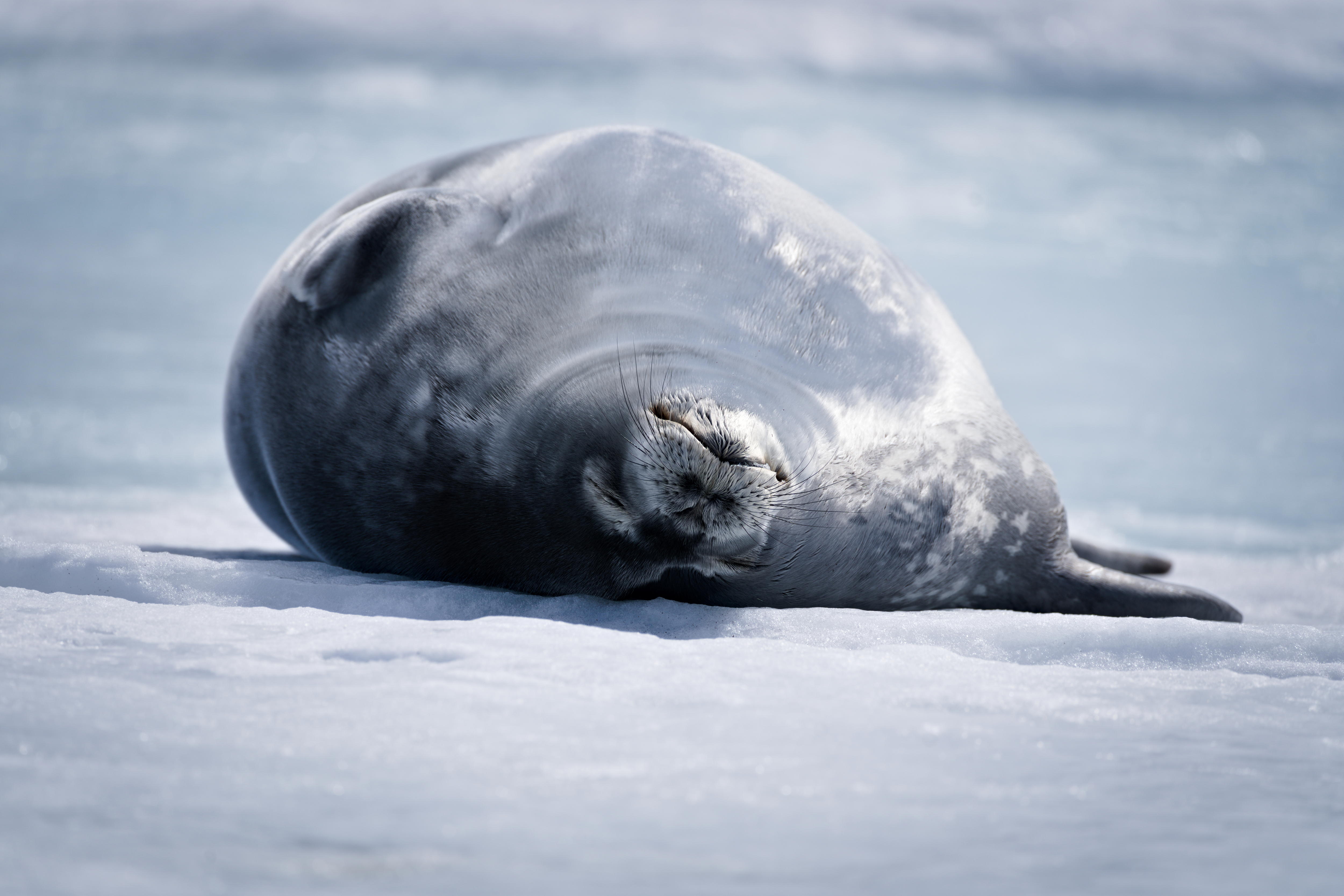 Un sello de Weddell en la parte posterior.