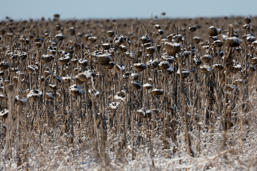 Snow rests on a field of dead sunflowers